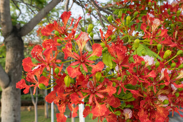 Beautiful Flamboyant (Delonix regia) flowers.	
