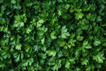 Obraz premium Fresh parsley leaves arranged artistically on a clean white surface, emphasizing natural texture and rich color for culinary and food photography enthusiasts