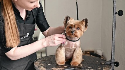 Grooming trends for small dog breeds focus on sleek styles and manageable cuts. Yorkshire terrier showcases fashionable grooming techniques for modern pet owners