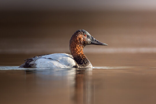 Canvasback Duck