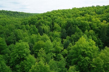 Fototapeta premium Aerial view of dense green forest showcasing nature's role in carbon capture for eco-friendly initiatives and sustainability efforts