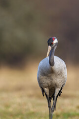Żuraw, żuraw popielaty, żuraw szary, crane, Grus grus © Michal Przystas