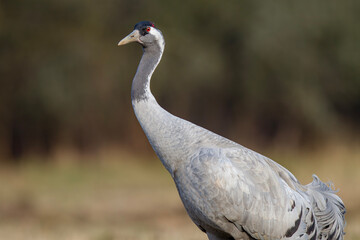 Żuraw, żuraw popielaty, żuraw szary, crane, Grus grus