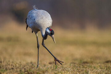 Żuraw, żuraw popielaty, żuraw szary, crane, Grus grus © Michal Przystas