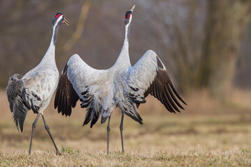 Żuraw, żuraw popielaty, żuraw szary - kopulacja, crane  Grus grus	