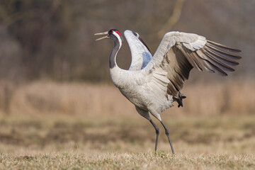 Żuraw, żuraw popielaty, żuraw szary, crane, Grus grus