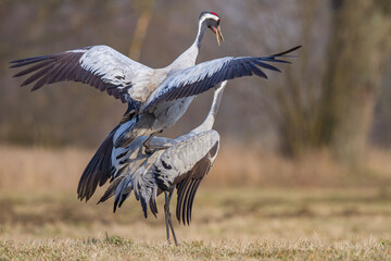 Żuraw, żuraw popielaty, żuraw szary - kopulacja, crane  Grus grus  © Michal Przystas