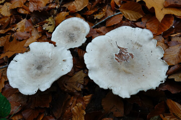 Closeup on a cluster of Grey Clouded agaric mushrooms, Clitocybe nebularis on the forest floor