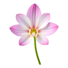 Fototapeta premium Delicate Floral Beauty: A close-up perspective unveils the intricate details of a captivating pink and white flower, its petals gracefully unfurling to display a symphony of colors and textures.