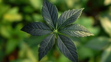 Lush green leaf, sunlight, garden backdrop, botany study
