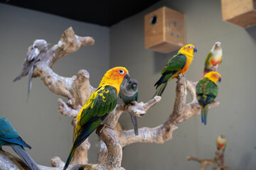 Exotic parakeets of different species at a pet enclosure 