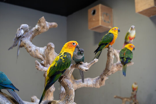 Exotic parakeets of different species at a pet enclosure 