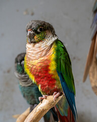 Green cheeked parakeet or Green cheeked conure sitting a on branch at a pet enclosure