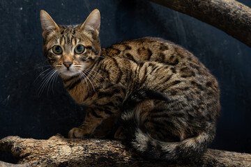 The leopard cat (Prionailurus bengalensis ) is a small wild cat native to continental South, Southeast, and East Asia. 