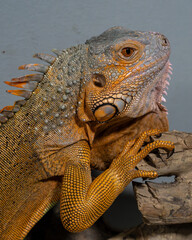 Close-up portrait of a Iguana at a pet zoo