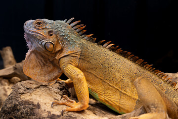 Iguana on a tree branch at a pet zoo