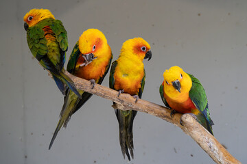 Sun conure or sun parakeets sitting on a branch 