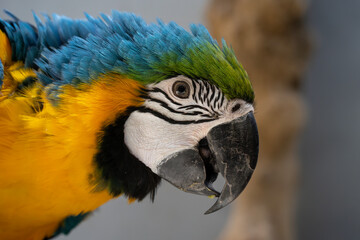 Close-up portrait of a huge Blue and yellow macaw 