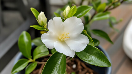 White camellia blossom in a pot on a patio.  Perfect for gardening blogs or springtime themes