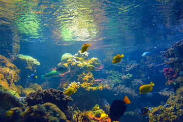 Vibrant aquarium filled with various colorful fish swimming gracefully among plants and natural reefs