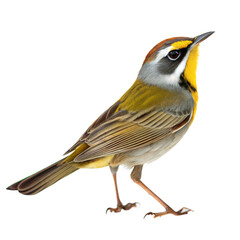 Obraz premium Warbler AI Generated Image