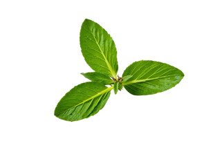 Obraz premium fresh mint leaves isolated