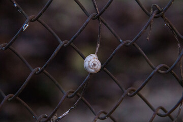 Close up of a snail on a chain link fence in the forest