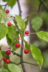 Crabapple tree branch with red fruits and green leaves in summer