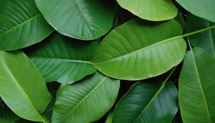 Fototapeta premium Abstract tropical leaves pattern in shades of green with depth