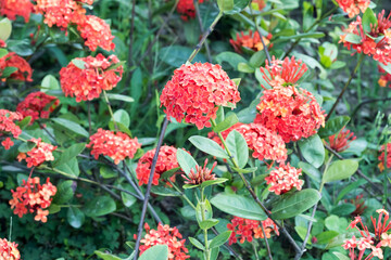 Fototapeta premium Beautiful Chinese ixora (Ixora chinensis) flowers.