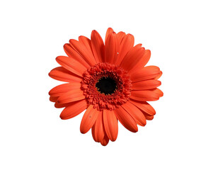 red gerber daisy isolated on white
