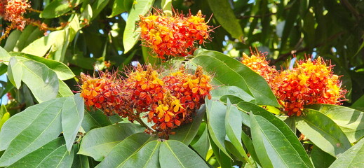 Asoke tree, Saraca flowers are orange to red in color. The stamens are prominently extended from the flower. The fragrance is mild. Saraca indica L. is classified in the FABACEAE or LEGUMINOSAE.
