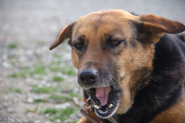 mongrel dog yawning in frame. street dog