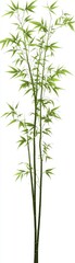 Clip art of a long green bamboo with two leaves at the top and five thick shoots, on a white background. Simple and clean design.