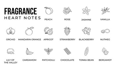 Vector set line icon aromatic notes perfume