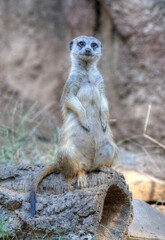 Meerkat standing on alert in Houston Zoo