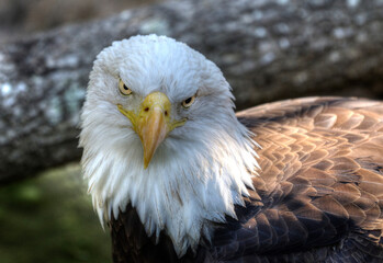 Portrait of a Bald Eagle in Houston Zoo