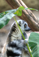 Fototapeta premium Ring-Tailed Lemur in Houston Zoo