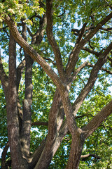 Oak tree branches and canopy basking in sun. Massive oak trees stretch twigs wide in park, crown supports balance of ecosystem, provides shade, aids soil protection, environmental conservation