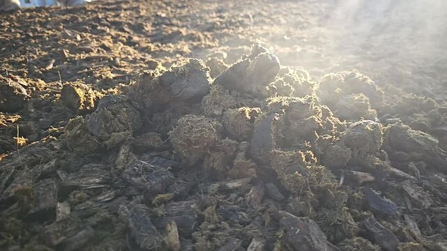 horse poop is steaming on ground