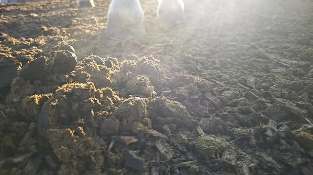 steaming horse shit in the morning sun