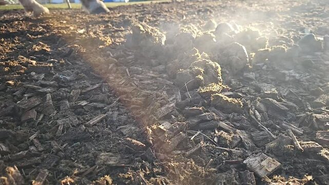 horse poop is steaming on ground