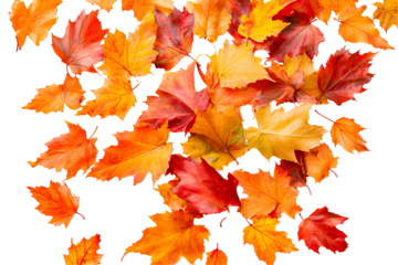 autumn leaves background