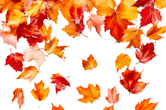 autumn leaves background