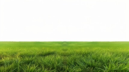 Fototapeta premium Isolated Green Grass Field Under Clear Sky with Soft Textures and Natural Light, Ideal for Backgrounds and Nature Themes