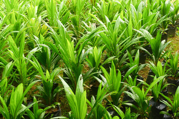 Obraz premium photography of oil palm seedlings used for replanting, suitable for the plantation industry