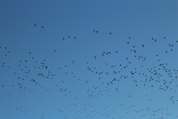 A group of birds flying in the sky