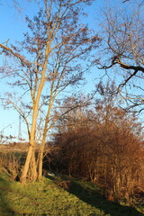 A tree with many branches