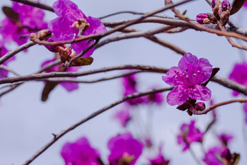 Pink flowers on the branches of a tree in the garden, Thailand.