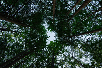 Looking up into a lush forest canopy